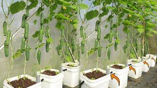 Automatically absorb water - The secret to growing cucumbers you probably dont know