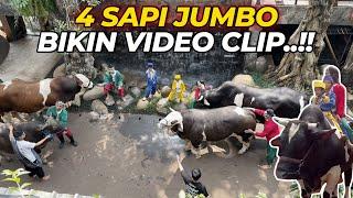 DEG DEGAN... BIKIN VIDEO CLIP BARENG 4 SAPI JUMBO..