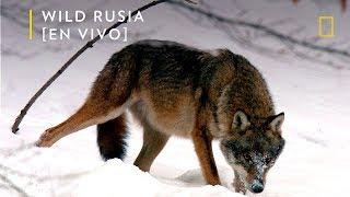 Wild Rusia Siberia  Nat Geo