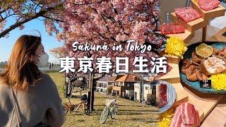 【東京春日生活】遠離人潮 江戶川賞櫻｜最近與貓貓的日常｜日本必吃 A4和牛＆涮涮鍋放題｜新宿夜晚最新景點｜Tokyo vlog｜日本旅行與生活