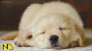 20 HOURS of Deep Sleep Dog Calming MusicAnti Separation Anxiety Relief MusicDog Music NadanMusic