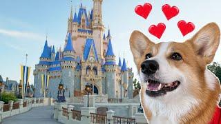 Hammy found dog DISNEYLAND