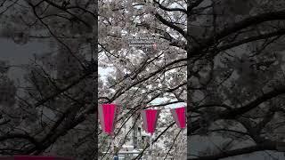 this is what Japan looks like in APRIL  cherry blossom season