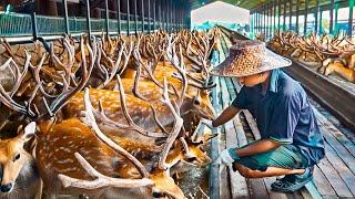 Deer Farm - Millions Deer Farming in China for Antlers Meat - Deer Antlers Processing in Factory