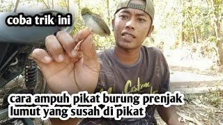 cara pikat prenjak lumut yang susah di pikat coba trik ini