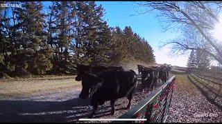 Cows are home for the winter