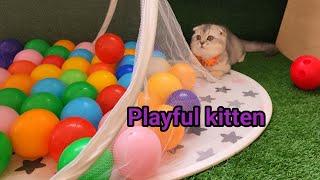 Kitten and 50 balls in a ball pit #kitten #meow