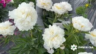 Victorian Blush peony. Викториан Бланш пион. Пулков сад