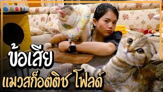 ข้อเสียแมว สก็อตติชโฟลด์ รู้ไว้ก่อนเลี้ยง  Happy Pet