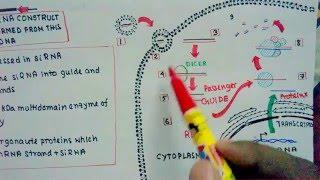 RNAi and Si RNA mediated knockdown