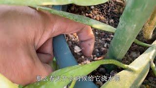 春季养昙花，谨记浇水施肥“原则”，根系长得旺，花芽才能冒不停