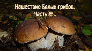 Нашествие Белых грибов Часть 2 . Мега количество.