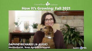 How It’s Growing CTG Viewer Gardens Fall 2021