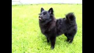 022 GERMAN SPITZ KLEIN