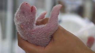 New-born Panda Reunited With Mother  Panda Babies  BBC Earth