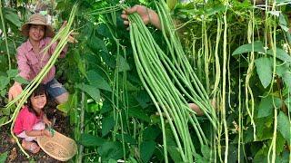 Long beans grown with daughters now harvested for cooking