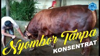 COMBORAN SAPI TANPA KONSENTRAT HANYA DEDAK KETELA DAN AMPAS TAHU