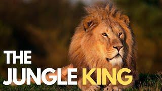 Lions 101  The Jungle King