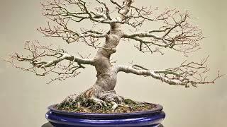 Developing Maple Bonsai trees