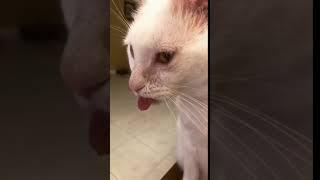 WATCH as this cat sticks out his tongue and drools all over  Funny and adorable cat video