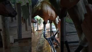 kiri genima gawa palanaya -milk by machine #farming #cow #cattle