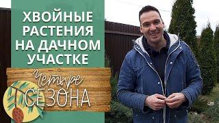 Посадка хвойных растений  Какие хвойные растения на даче можно посадить?