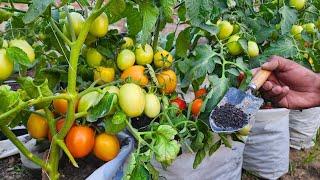 Tomatoes cucumbers & peppers will grow like crazy & give an early & large harvest Sprinkle this