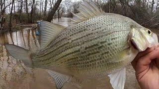 How To LOCATE & CATCH White Bass In SWIFT CURRENT From The Bank‼️ White Bass Run 2023‼️