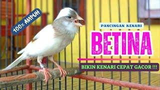 Pancingan KENARI BETINA Cuit Cuit  Masteran Kenari PAUD Agar Cepat Bunyi #4