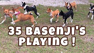 35 Basenji’s Playing  South Florida Basenji Meetup