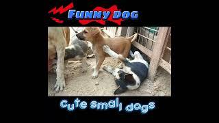 Small dog playing on together #shorts #funnyvideo #reaction #animals