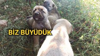 YAVRU KÖPEK NASIL BESLENİR ? - YAVRU KANGAL NASIL BESLENİR 