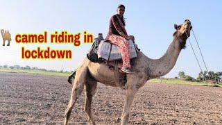 camel ride 