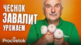 ВСЕГДА КЛАДУ ЭТО В ГРЯДКУ ПРИ ПОСАДКЕ ЧЕСНОКА и он вырастет огромным и не гниет Советы агронома