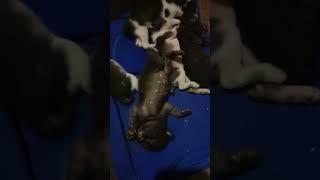 Baby kucing hitam putih #shorts #videoshorts #catslovers #babycats