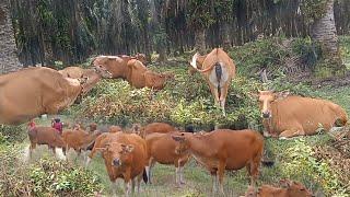 Kalkulasi keuntungan peluang usaha ternak sapi bali