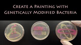 Create a Painting With Genetically Modified Bacteria  STEM Activity