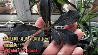 Amorphophallus atroviridis voodoo lily new growth