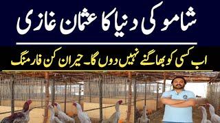 Biggest Modern Shamo Chickens Farm in Pakistan  Modern Fancy Poultry Farm  Ajmal Hameed