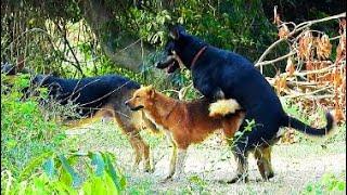Wow Dogs meeting in forest