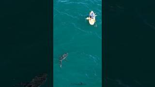 Head over to my channel to see the whole encounter. This was the smaller of two sharks that came by.