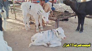 Today Female Australian Fresian Little Cow Babies At Malomore Mandi Jhang 2023