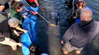 Record Manatee Release and Tracking