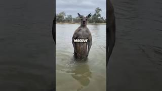 This Kangaroo was trying to drown a dog