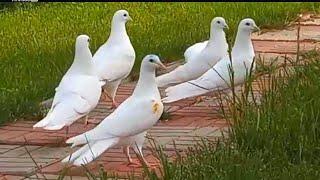 Голуби вошли в облака. Мои голуби в Казахстане. Голуби Исмаила. Pigeons in Kazakhstan