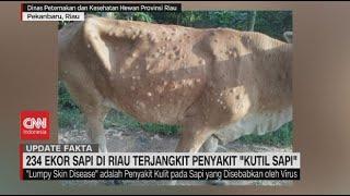 243 Ekor Sapi di Riau Terjangkit Penyakit Kutil Sapi