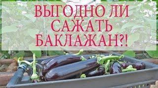 ВЫГОДНО ЛИ САЖАТЬ БАКЛАЖАН В ТЕПЛИЦЕ?