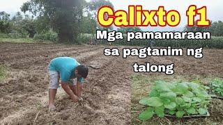 Mga pamamaraan sa pagtanim ng talong #Calixtof1 #Eggplantfarming