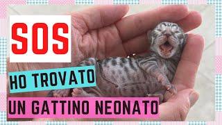 SOS HO TROVATO UN GATTINO NEONATO