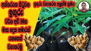 ඉගුරු වගාකරන අලුත්ම ක්‍රමය  The latest method of growing ginger iguru wagawa ඉගුරු වගාව sinhala